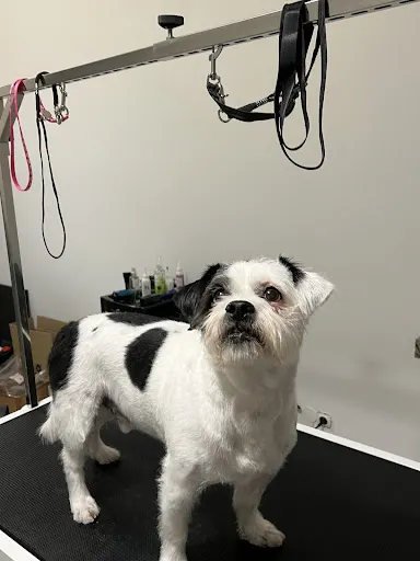 O My Dog Salon pielęgnacji psów i kotów